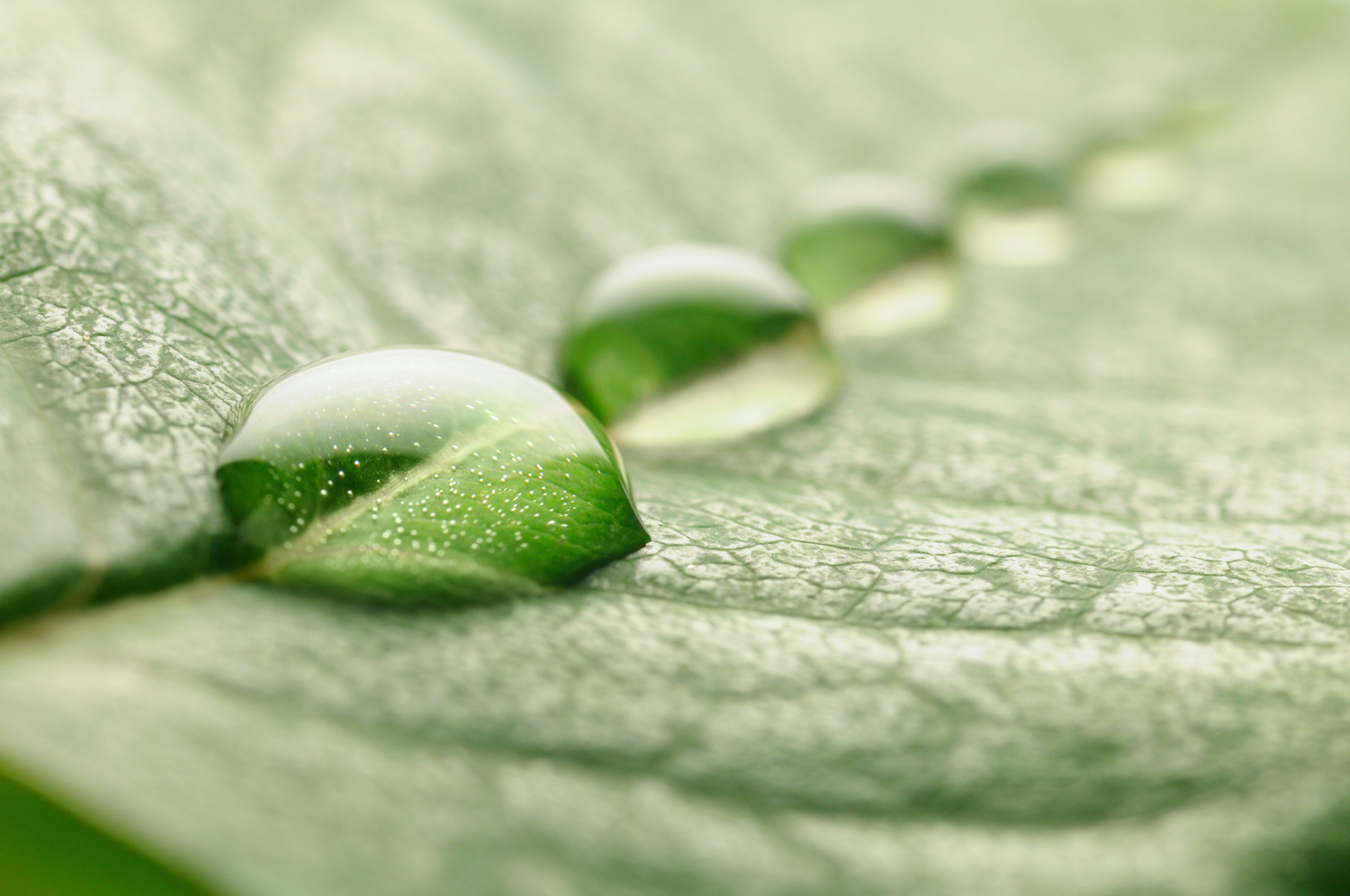 green environment consultants home